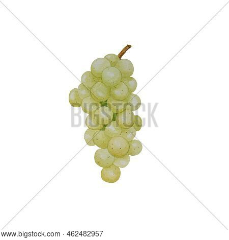 Watercolor Illustration Of Fresh White Grapes And Grape Leaves. Food And Nature Designe