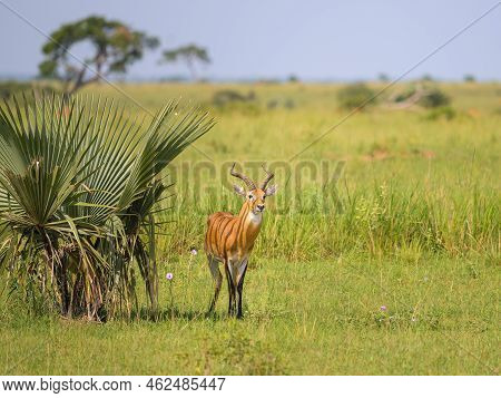 Portrait Of An Ugandan Kob (kobus Thomasi) In Murchinson Falls National Park (uganda), Sunny Morning