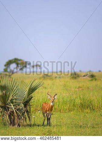 Portrait Of An Ugandan Kob (kobus Thomasi) In Murchinson Falls National Park (uganda), Sunny Morning