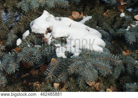 Dry Leaves And Snow On Branches Of Blue Spruce In Mid January