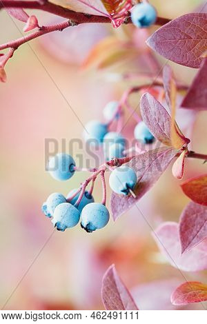 Highbush Blueberry Plant In Autumn, Vaccinium Corymbosum Fruits On Bush In Fall