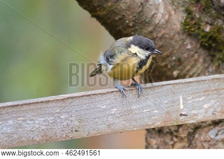 Great Tit Sitting In Tree On A Branch. Wild Animal Foraging For Food. Animal Shot Of A Bird From Nat