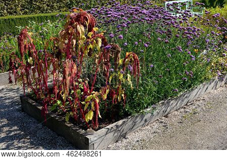 Red Brown Leaf And Flower Of Amaranths On A Flowerbed Between A Stone Paved Staircase In A Historic 