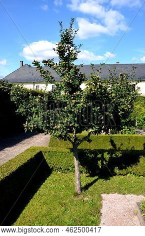 Known As The Medlar Or Common Medlar, Is A Large Shrub Or Small Tree In The Rose Family . The Fruit 