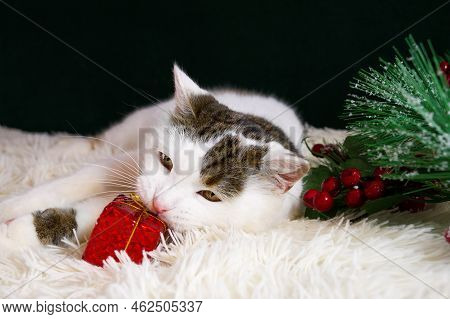 Cute White Cat Playing With Little Christmas Gift Box. Greeting Card
