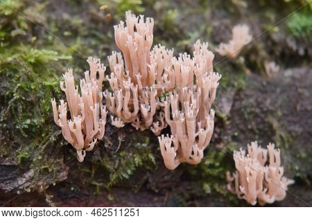 Artomyces Pyxidatus Wild Mushroom. Crown Coral Or Crown-tipped Coral Fungus. Selective Focus.