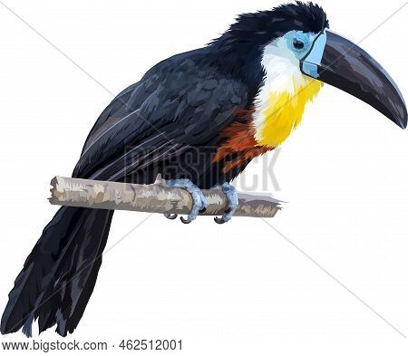 A Brightly Colored Toucan Sits On A Tree Branch. Toucan Isolated On Transparent Background. Png. Ill