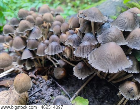 Group Of Coprinellus Disseminatus Mushrooms Or Fairy Inkcap In Wild Autumn Forest