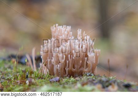 Artomyces Pyxidatus Wild Mushroom. Crown Coral Or Crown-tipped Coral Fungus.