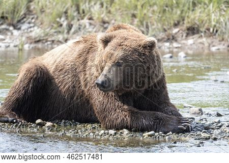 Alaskan Brown Bear Laying On The Rocky Shore Of Mikfik Creek In Mcneil River State Game Sanctuary An