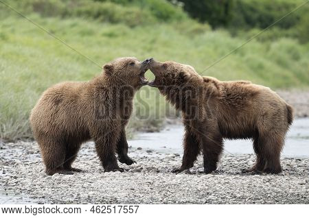 Two Juvenile Alaskan Brown Bears Facing Off On The Shore Of Mikfik Creek In Mcneil River State Game 