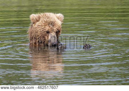 A Young Alaskan Brown Bear Relaxing And Playing In Mikfik Creek With Its Paws Out Of The Water In Mc