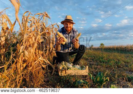 Happy Time Of Young Farmer Smiling And Holding Corn Cob In Two Hands At Corn Field. Agriculture.