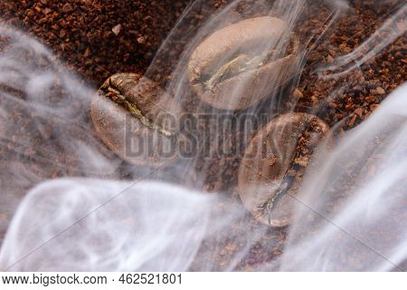 Three Coffee Beans Lie On Ground Coffee, Light Aromatic Coffee Smoke.