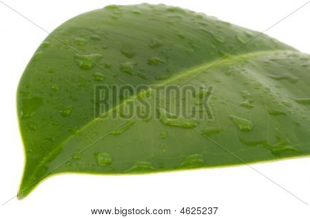 Vlhký list A Ficus Elastica