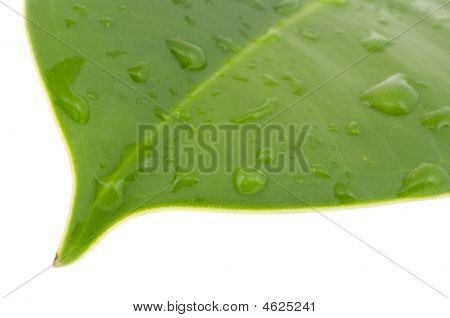 Vlhký list A Ficus Elastica