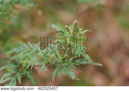 Ambrosia Artemisiifolia Dangerous Allergenic Plant Which Causing Strong Allergy Summer And Autumn. R