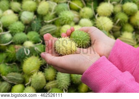 Childs Hands Holding Cucumis Anguria, Cackrey, West Indian Gourd Green Colors With Strips.