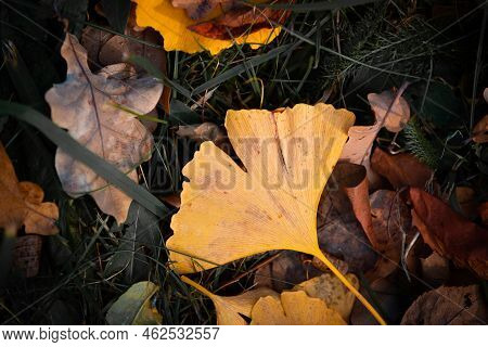 Close-up On Ginkgo Biloba Leaf. Yellow Leaves On Dark Grass. Autumn Concept Background. Macro Ginkgo