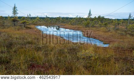 Bog Landscape, Bog Vegetation Painted In Autumn, Small Swamp Lakes, Islands Overgrown With Small Bog