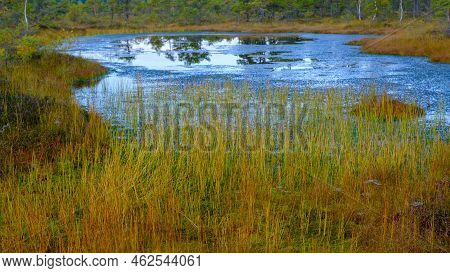 Bog Landscape, Bog Vegetation Painted In Autumn, Small Swamp Lakes, Islands Overgrown With Small Bog