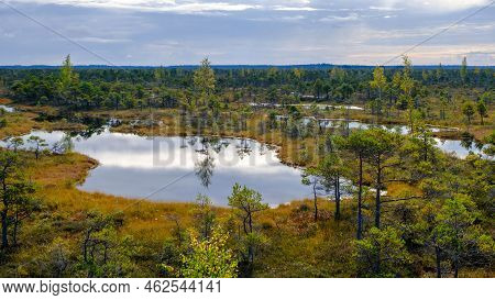 Bog Landscape, Bog Vegetation Painted In Autumn, Small Swamp Lakes, Islands Overgrown With Small Bog