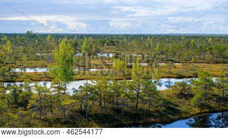Bog Landscape, Bog Vegetation Painted In Autumn, Small Swamp Lakes, Islands Overgrown With Small Bog