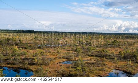 Bog Landscape, Bog Vegetation Painted In Autumn, Small Swamp Lakes, Islands Overgrown With Small Bog