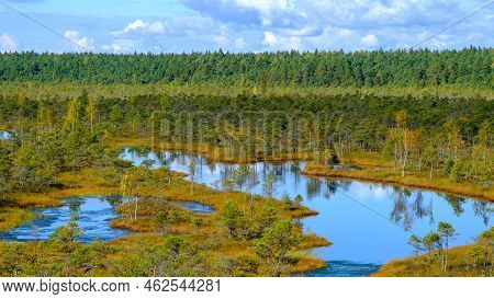 Bog Landscape, Bog Vegetation Painted In Autumn, Small Swamp Lakes, Islands Overgrown With Small Bog