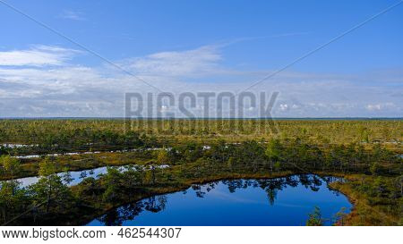 Bog Landscape, Bog Vegetation Painted In Autumn, Small Swamp Lakes, Islands Overgrown With Small Bog