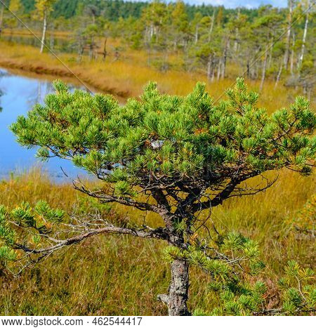 Bog Landscape, Bog Vegetation Painted In Autumn, Small Swamp Lakes, Islands Overgrown With Small Bog