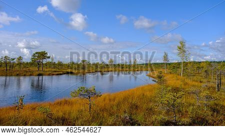 Bog Landscape, Bog Vegetation Painted In Autumn, Small Swamp Lakes, Islands Overgrown With Small Bog