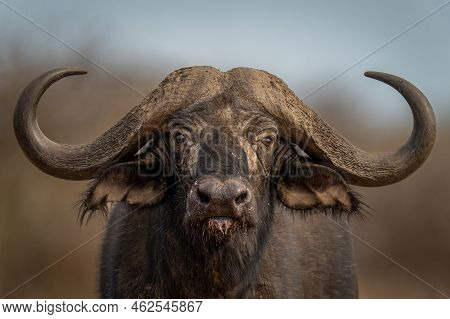 Close-up Of Standing Cape Buffalo Eyeing Camera