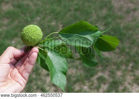 Leaves And Green Fruit Of Maclura Pomifera (adam's Apple, Osage Orange, Horse Apple) On Male Palm. M