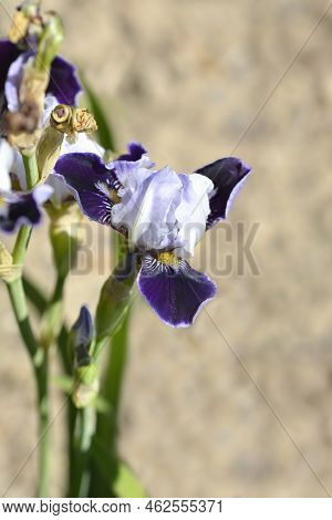Miniature Tall Bearded Iris Consummation Flower In The Garden