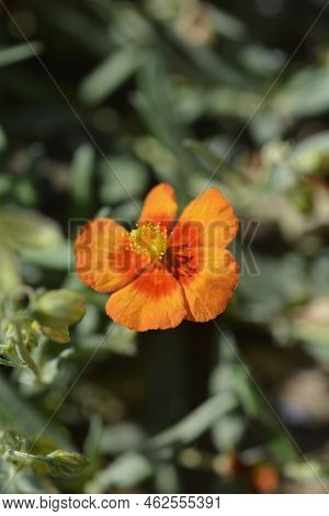 Rock Rose Ben Heckla Flower In The Garden