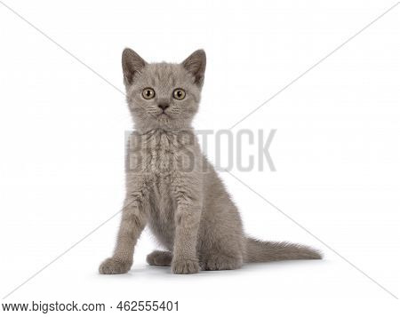 Sweet Lilac Bitish Shorthair Cat Kitten, Sitting Up Side Ways. Looking Towards Camera. Isolated On A