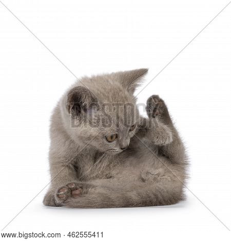 Sweet Lilac Bitish Shorthair Cat Kitten, Sitting Up Washing Butt. Isolated On A White Background.