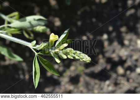 False Lupine Flower Buds In The Spring