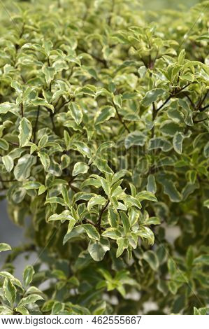 Variegated Kohuhu Silver Queen Leaves In The Spring