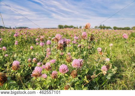 Clover Field On A Meadow. Flower Meadow In Green And Pink. Plants From Nature. Landscape Photograph.