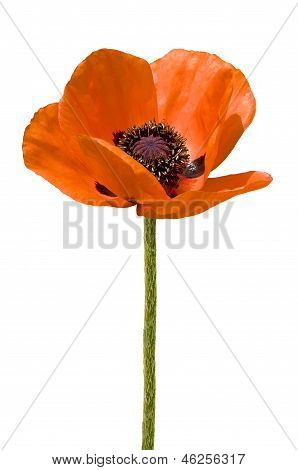 MOHN BLÜTE UND KNOSPE ISOLIERT AUF WEIß