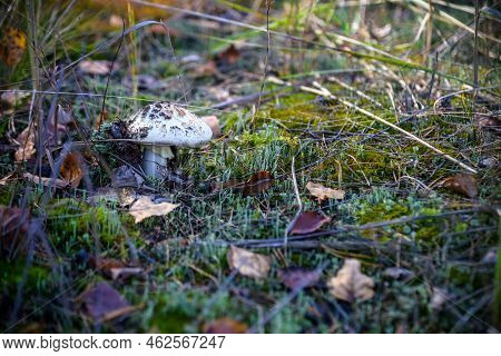 Mushroom On Moss, Autumnal Seasonal Natural Background. Rainy We