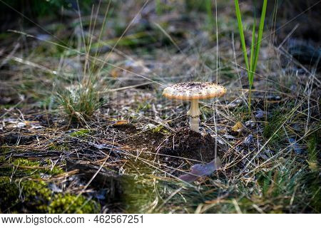 Mushroom On Moss, Autumnal Seasonal Natural Background. Rainy We