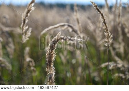 Beautiful Nature Sunset Landscape. Ears Of Golden Wheat Close Up