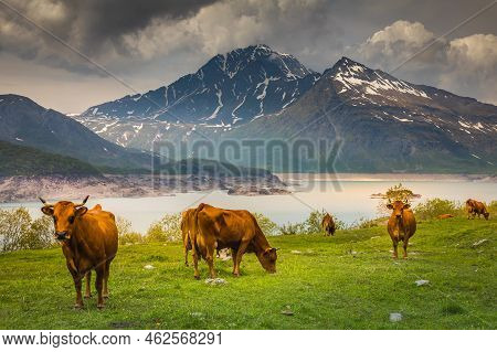Herd Of Cows In Front Of The Mont-cenis Lake, Savoie, French Alps