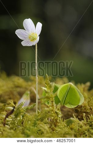 Skovsyre