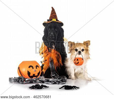 English Cocker Spaniel And Chihuahua In Front Of White Background