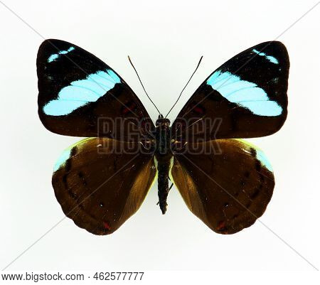 Blue Black Butterfly Isolated On White, Nessaea Aglaura Macro Close Up, Nymphalidae, Collection Butt