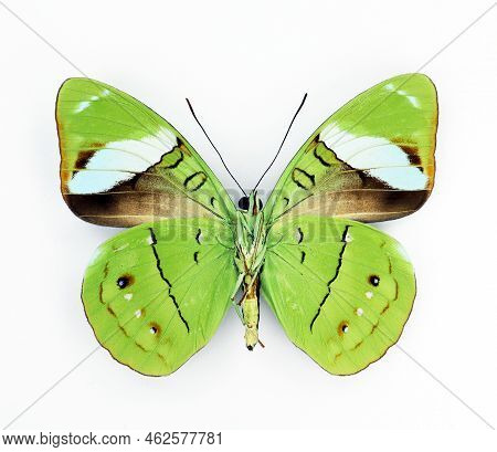 Green Butterfly Isolated On White. Unusual Beautiful Nessaea Aglaura Macro Close Up. Collection Butt